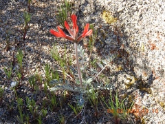 Astragalus coccineus