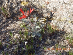 Astragalus coccineus
