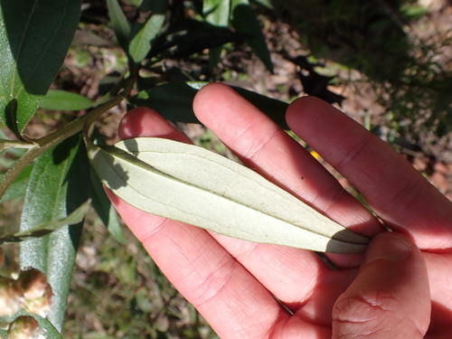 Image of Ozothamnus stirlingii by (c) Nina Kerr, some rights reserved (CC BY)