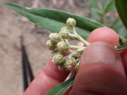 Image of Ozothamnus stirlingii by (c) Nina Kerr, some rights reserved (CC BY)