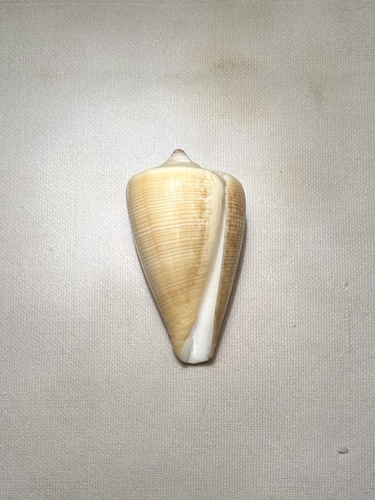 Conus quercinus observed 2005-08-01