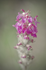 Pedicularis attollens