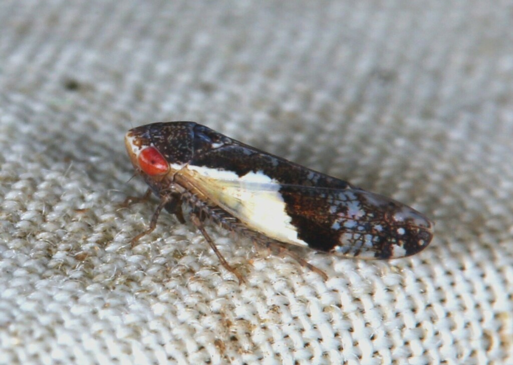 Norvellina rostrata