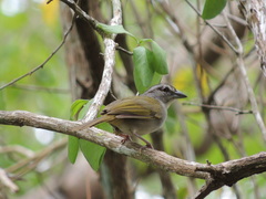 Arremonops chloronotus