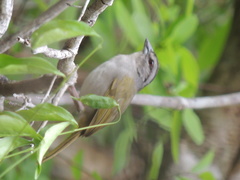 Arremonops chloronotus