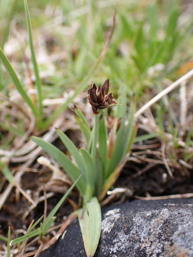 Falcate rush (Juncus falcatus)