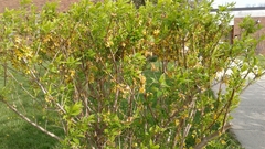 Forsythia × intermedia