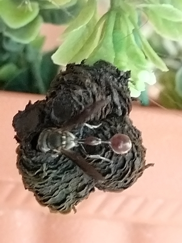 Zethus matzicatzin