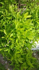 Forsythia × intermedia