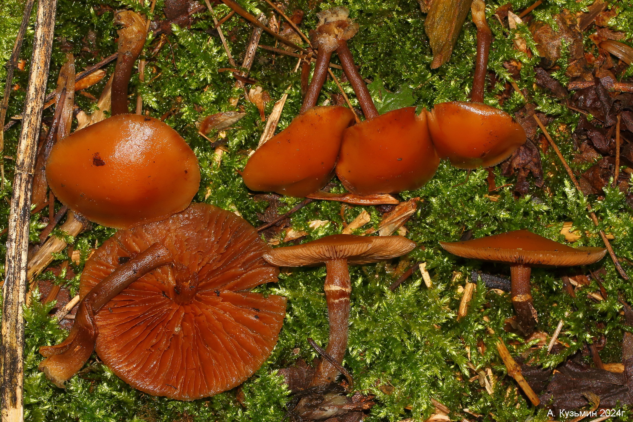 Галерина Окаймлённая (Galerina marginata)