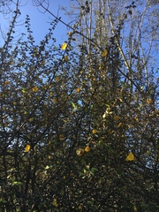 Fremontodendron