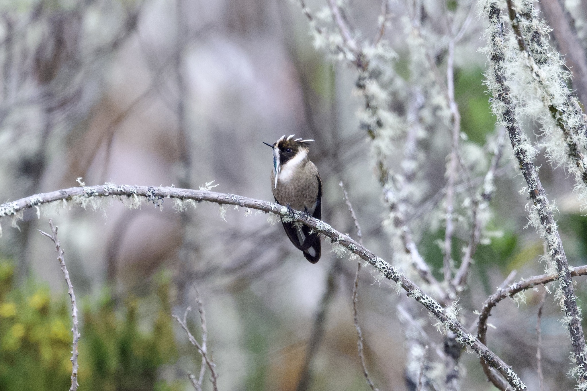 Green-bearded Helmetcrest (Oxypogon guerinii), photo 9