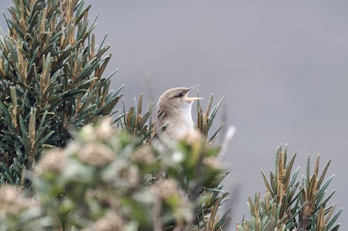 Apolinar's Wren (Cistothorus apolinari), photo 4