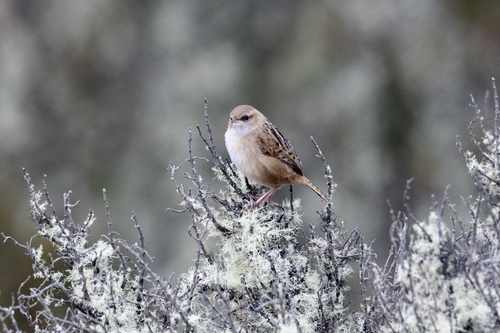 Apolinar's Wren (Cistothorus apolinari), photo 8