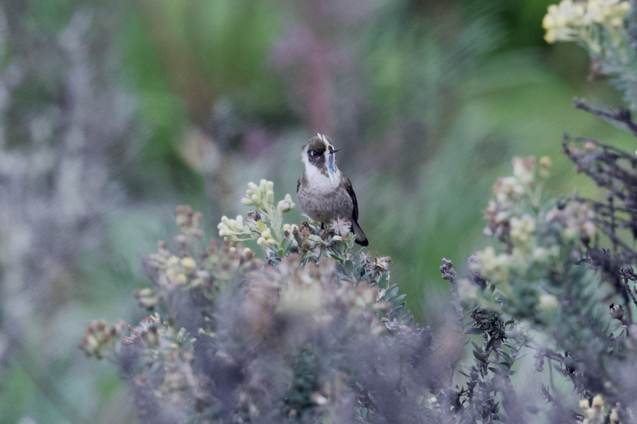 Green-bearded Helmetcrest (Oxypogon guerinii), photo 8