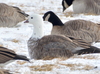 Ross's × Cackling Goose - Photo (c) mattblaze7, some rights reserved (CC BY-NC), uploaded by mattblaze7