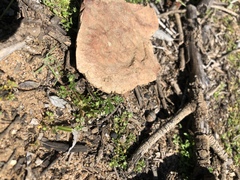 Polycarpon depressum