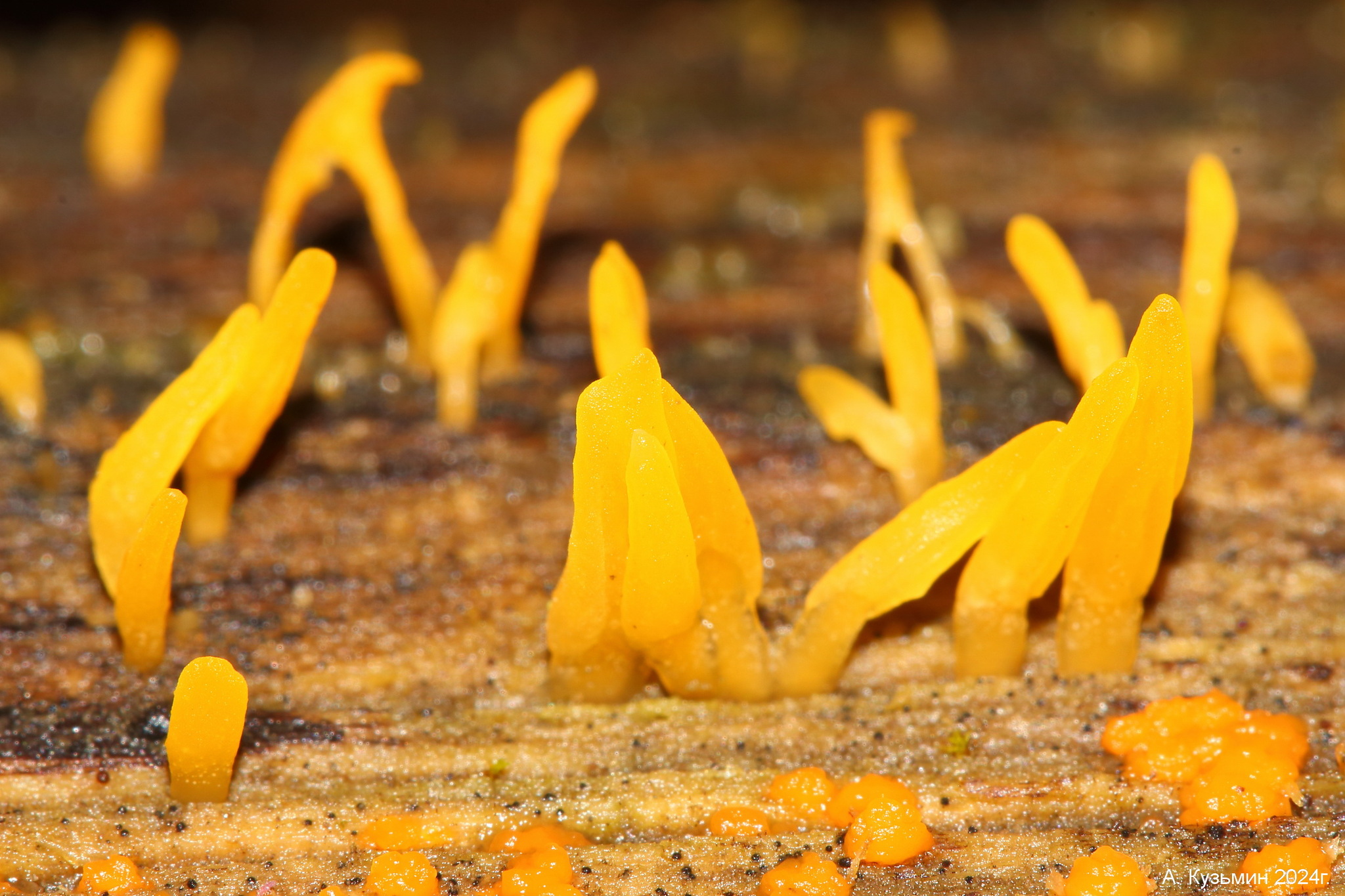 Калоцера Роговидная (Calocera cornea)