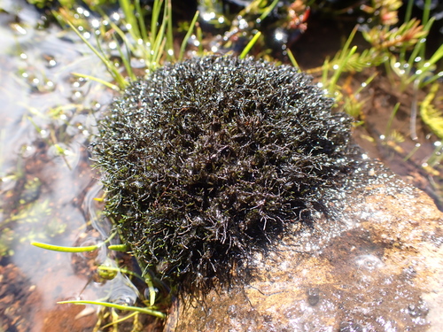 Cephalomitrion