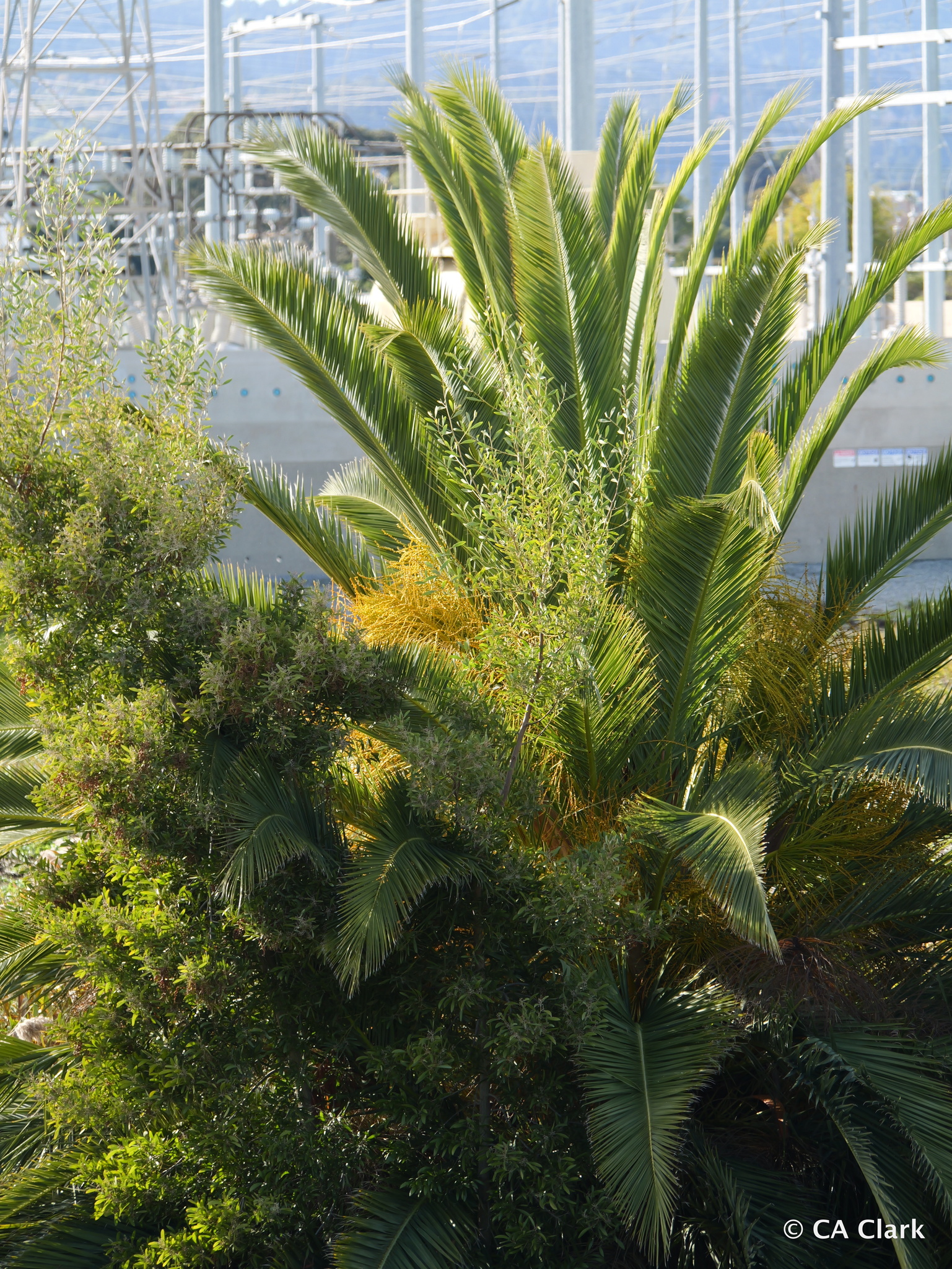 Imagem de Palmeira-das-canárias