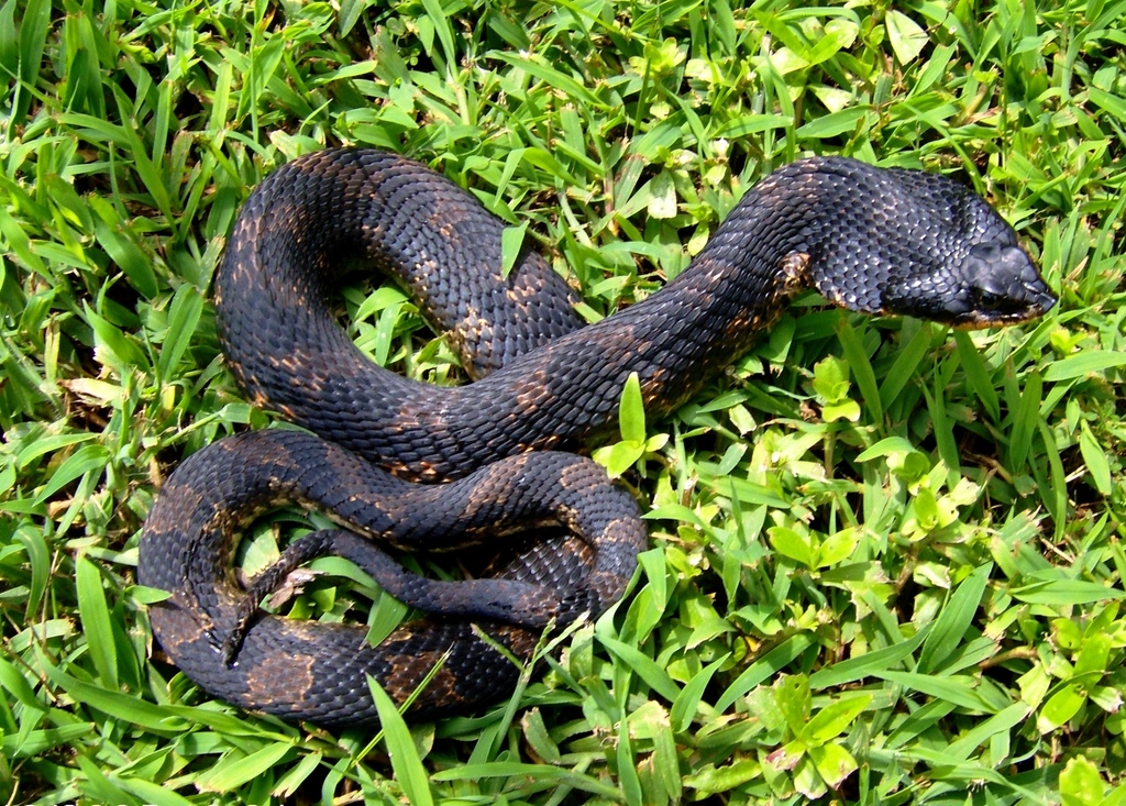 Eastern Hognose Snake from Chesterfield, VA 23838, USA on March 13 ...