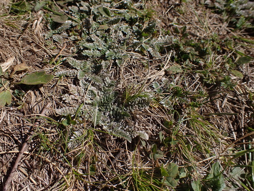 Image of Silver Caraway (Chaerophyllum argenteum) by (c) Nina Kerr, some rights reserved (CC BY)