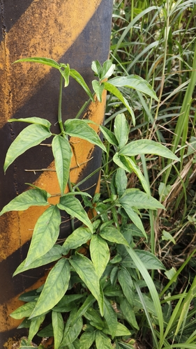 Foto de Língua-de-cobra