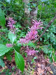 Odontonema callistachyum