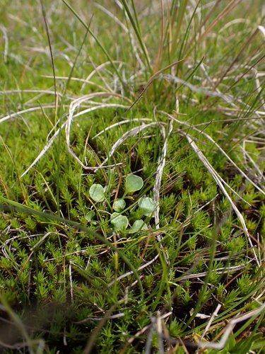 Image of Viola fuscoviolacea by (c) Nina Kerr, some rights reserved (CC BY)