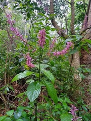 Odontonema callistachyum