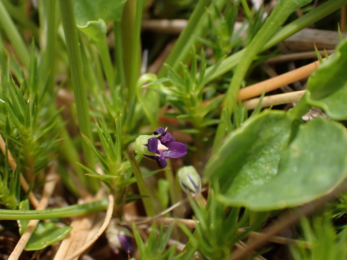 Image of Viola fuscoviolacea by (c) Nina Kerr, some rights reserved (CC BY)
