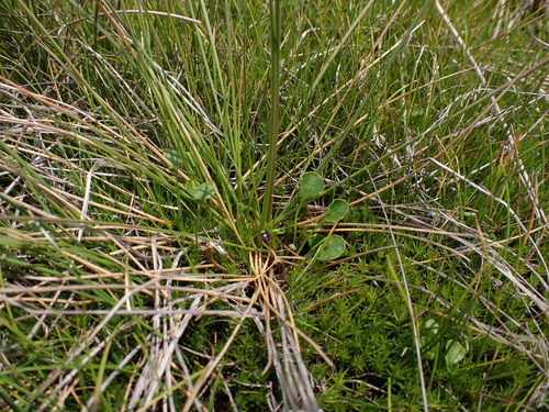 Image of Viola fuscoviolacea by (c) Nina Kerr, some rights reserved (CC BY)