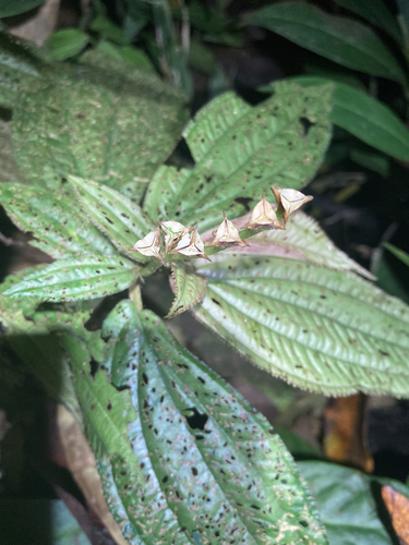 Triolena allardii