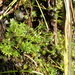 Atrichopsis crispula - Photo (c) Nina Kerr, μερικά δικαιώματα διατηρούνται (CC BY), uploaded by Nina Kerr