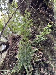 Hymenophyllum pulcherrimum image