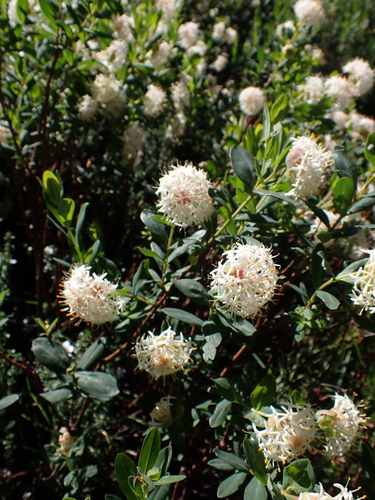 Image of Pimelea ligustrina by (c) Nina Kerr, some rights reserved (CC BY)