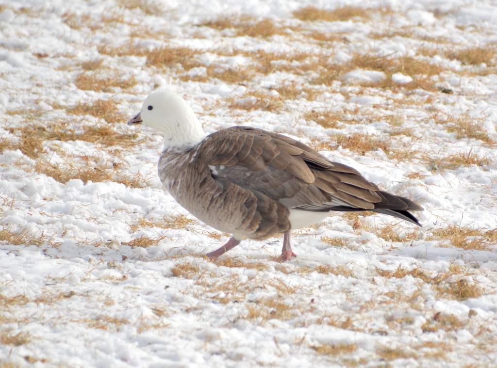 Ross's × Cackling Goose