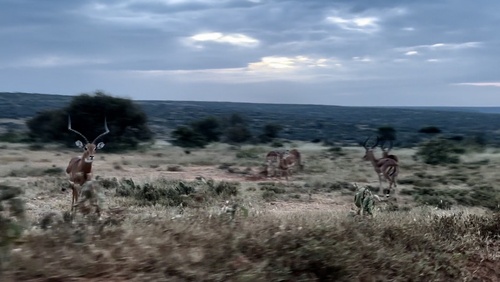 Impala