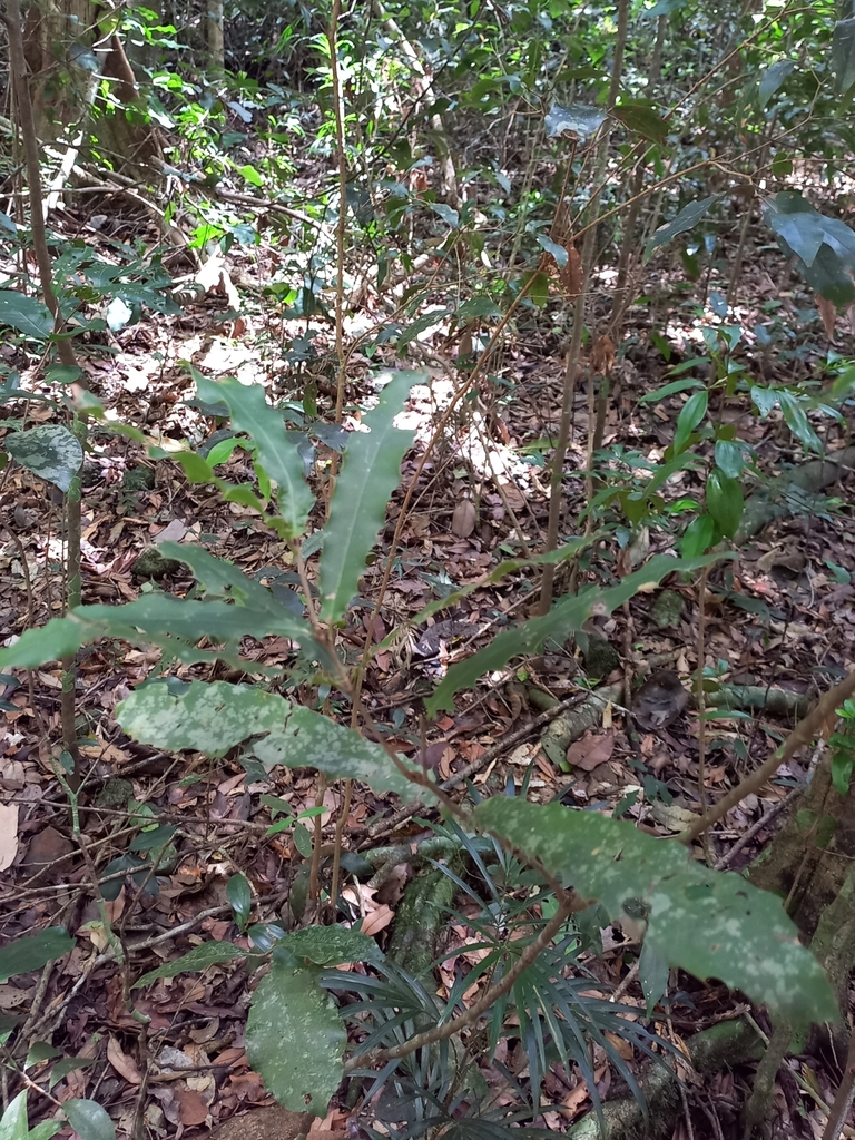 Foto de Macadâmia