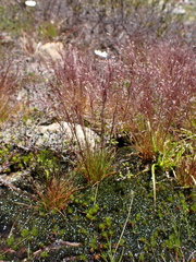 Mueller's bentgrass (Agrostis muelleriana)