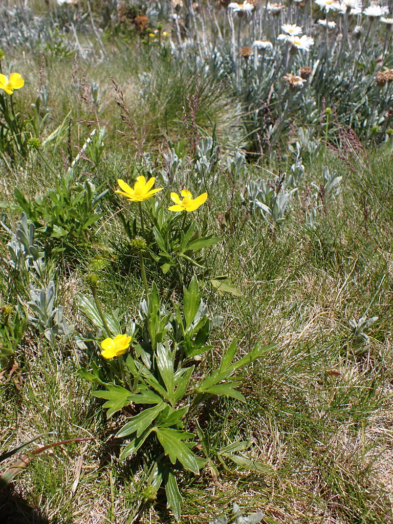 Ranunculus eichleranus from Bogong, E. Gippsland Bal, Alpine ...