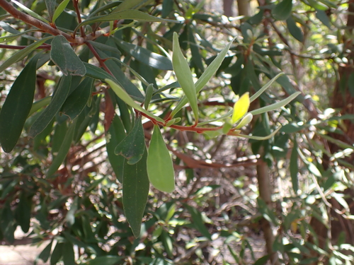 Image of Persoonia subvelutina by (c) Nina Kerr, some rights reserved (CC BY)