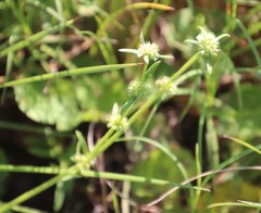 Spermacoce natalensis