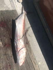 Rachycentron canadum