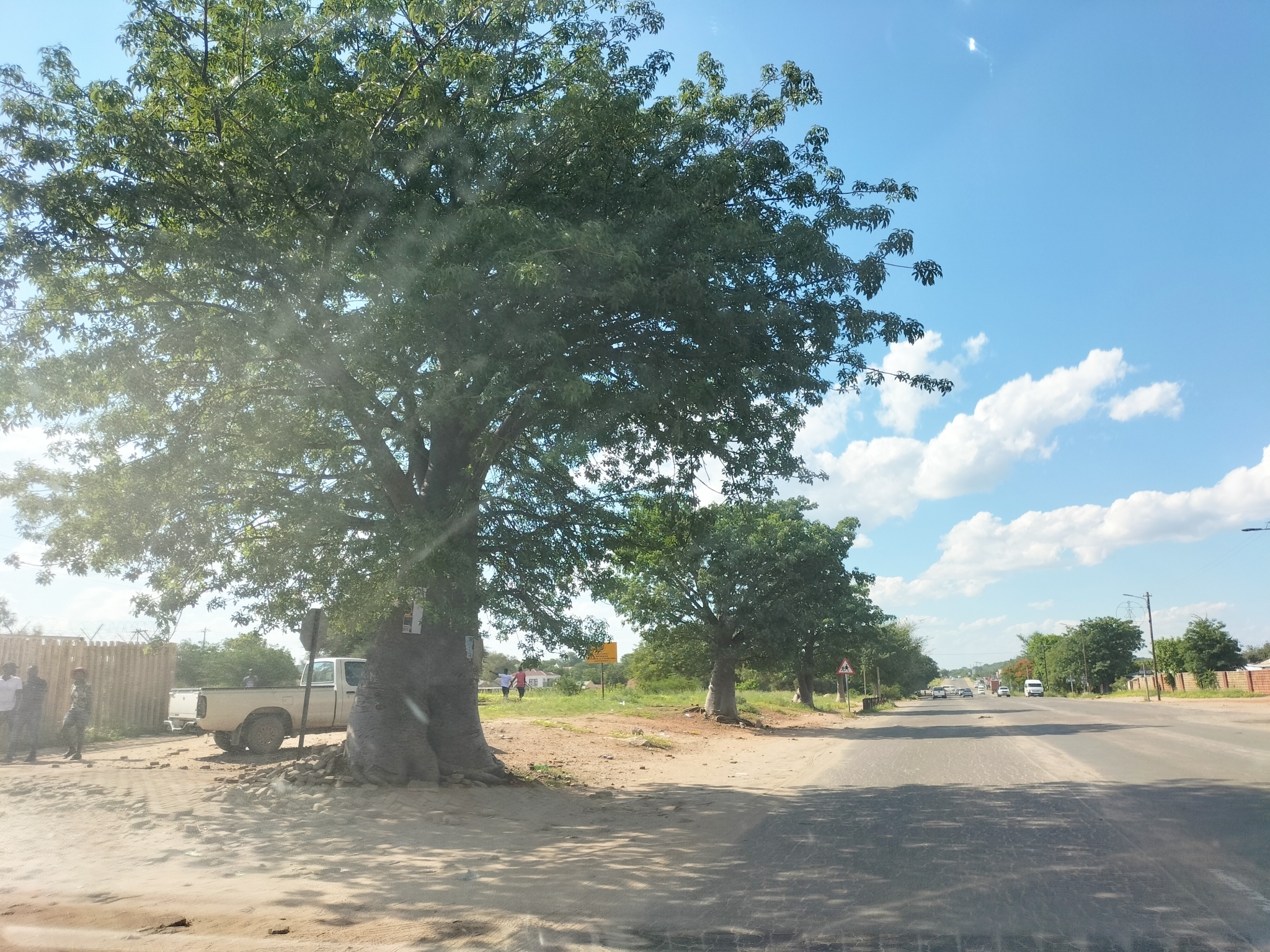 Imagem de Baobá