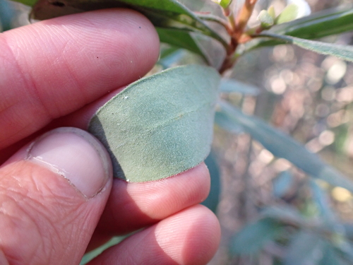 Image of Persoonia subvelutina by (c) Nina Kerr, some rights reserved (CC BY)