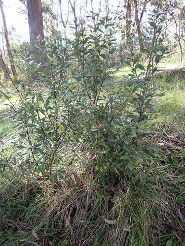 Image of Persoonia subvelutina by (c) Nina Kerr, some rights reserved (CC BY)