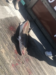 Rachycentron canadum