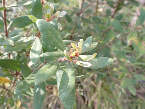 Image of Persoonia subvelutina by (c) Nina Kerr, some rights reserved (CC BY)