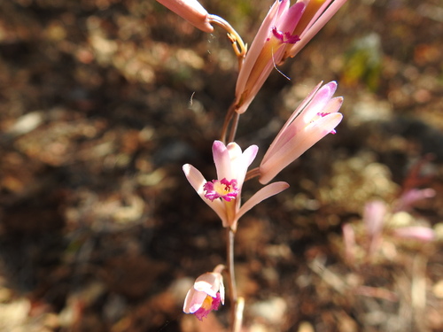 Bletia parkinsonii (Bletia parkinsonii)